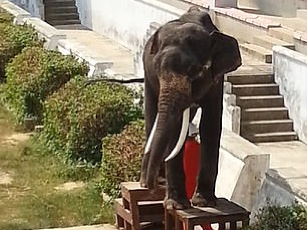 Посетителей тайского зоопарка удручили трюки с участием истощенной слонихи (ВИДЕО)