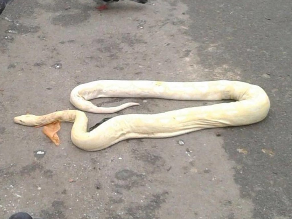 В Харькове мусорных баков нашли огромную дохлую змею (ФОТО)