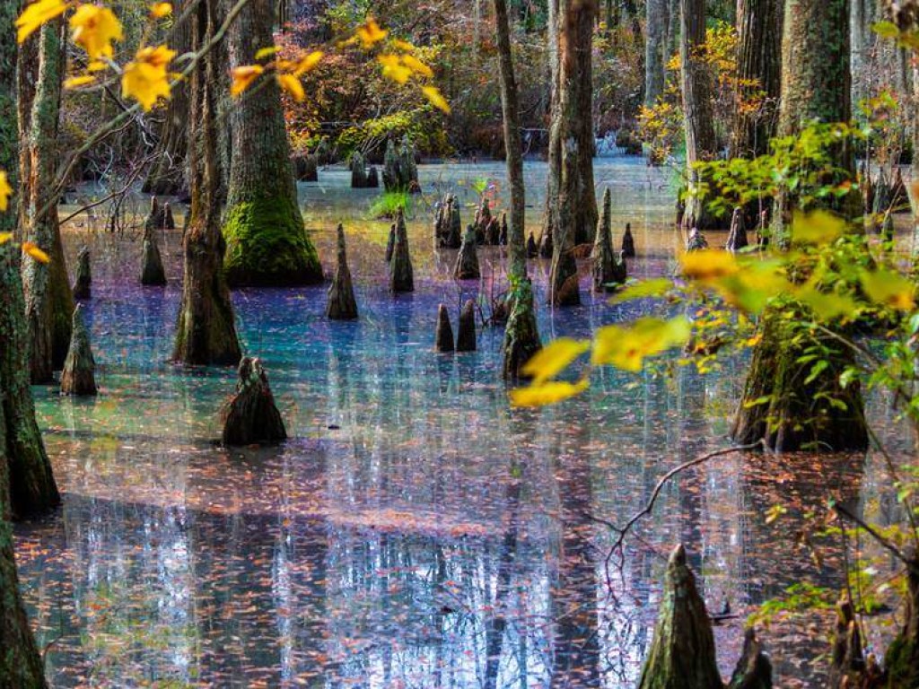Американский фотограф заснял уникальное радужное болото