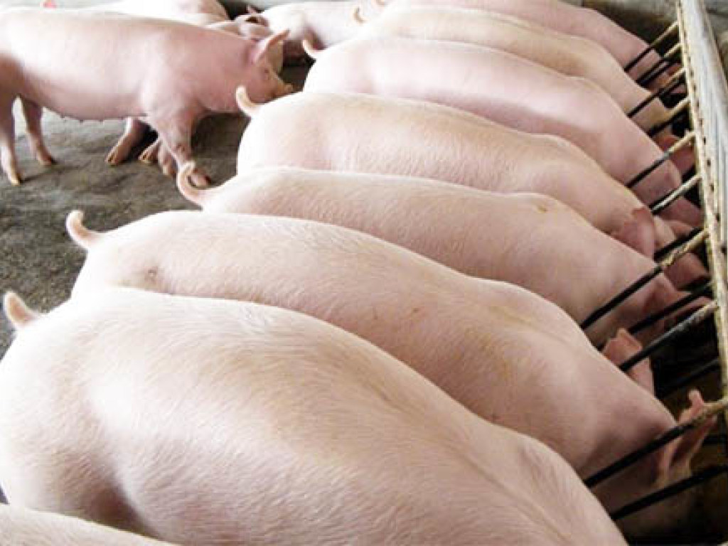 Из-за АЧС к началу 2019 года количество свиней в частных хозяйствах резко сократится &#8212; эксперт
