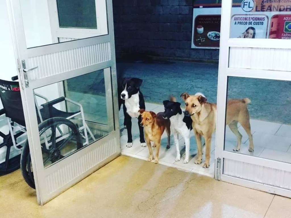 Лучший друг человека: в Бразилии собаки пришли навестить бездомного в больнице (ФОТО)