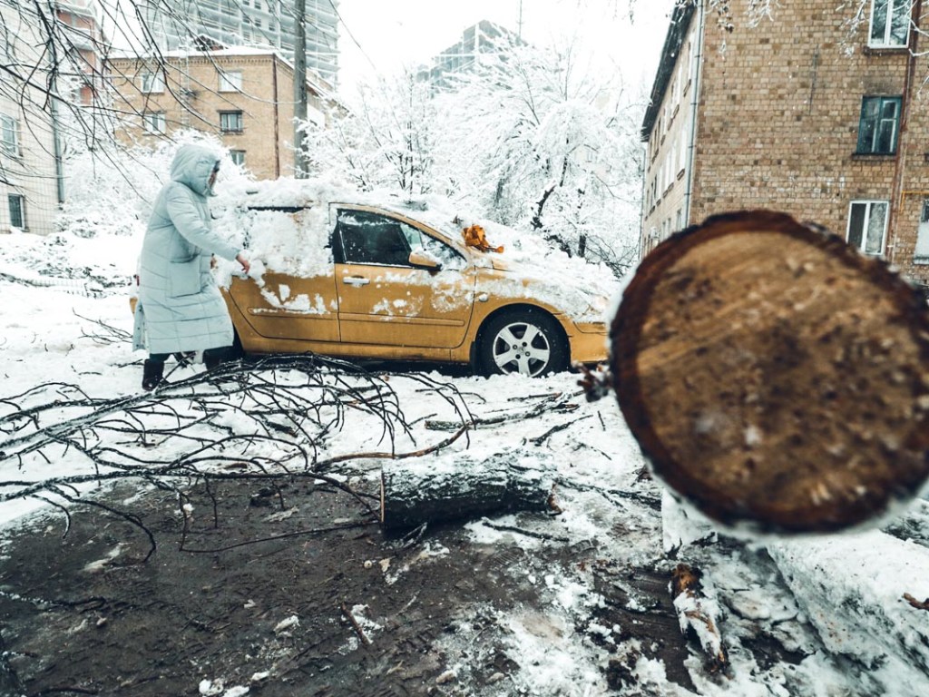На Выдубичах в Киеве на Peugeot рухнуло дерево (ФОТО, ВИДЕО)
