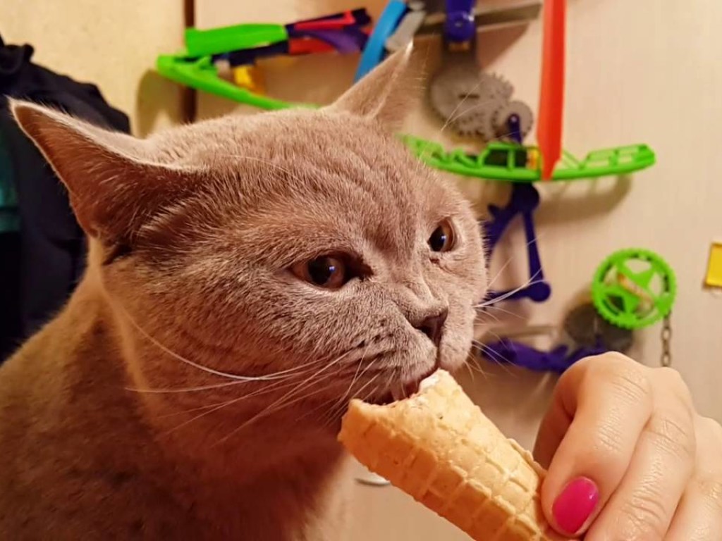 Сеть насмешило видео с котом, который ест мороженое и застывает (ВИДЕО)