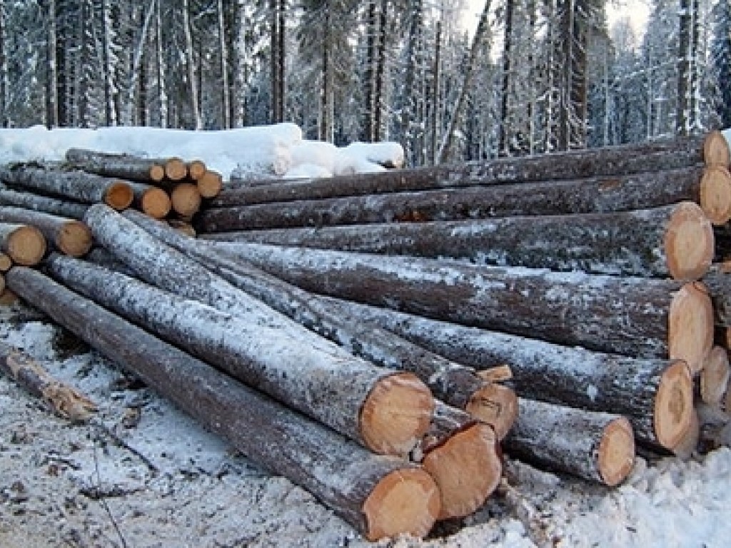 Под видом сухостоя: на окраине Киева в заповеднике срубили 1800 здоровых деревьев