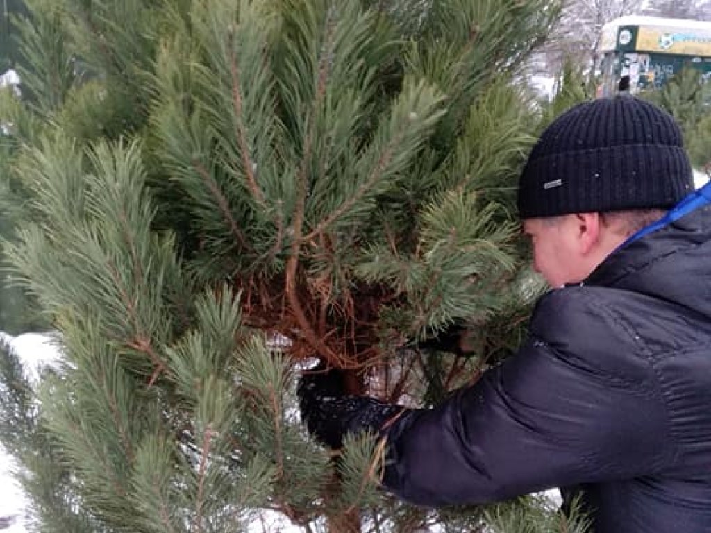 По 400 гривен за метр: в Киеве продают елки на Новый год без документов (ФОТО)