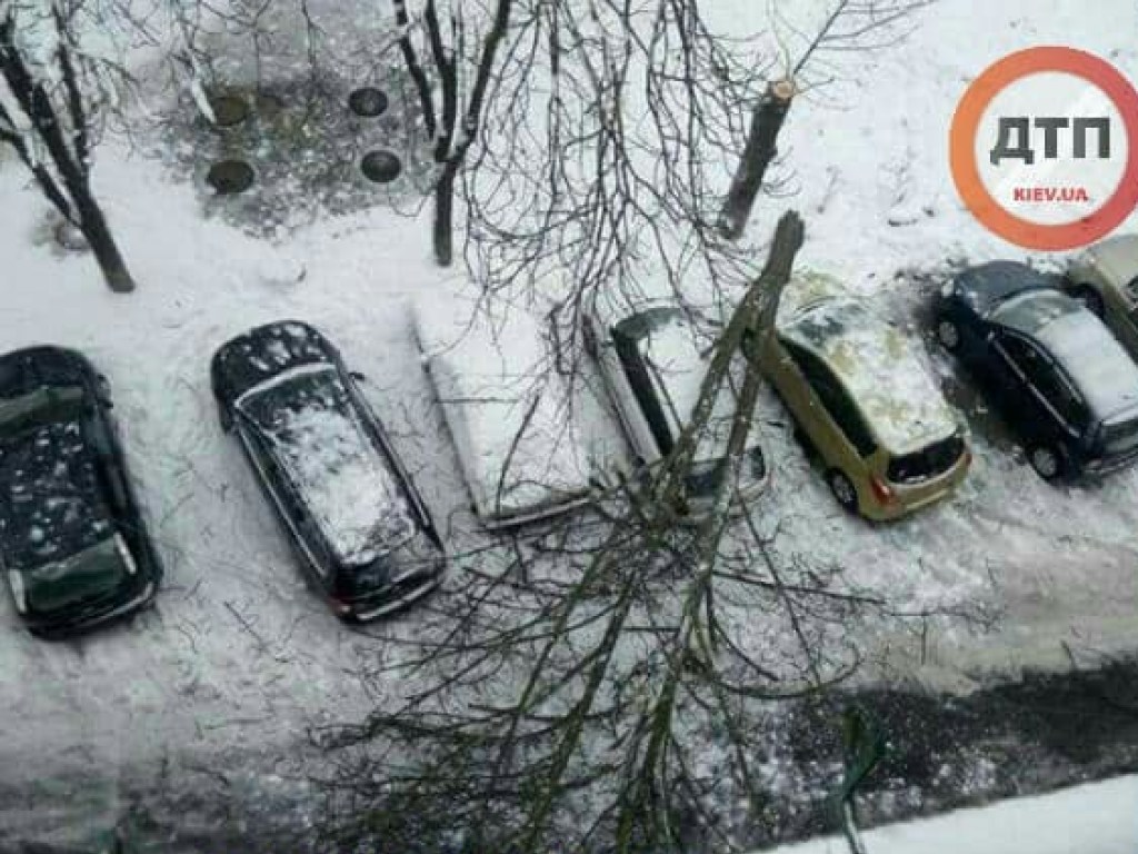 В Киеве дерево рухнуло на припаркованные автомобили (ФОТО)