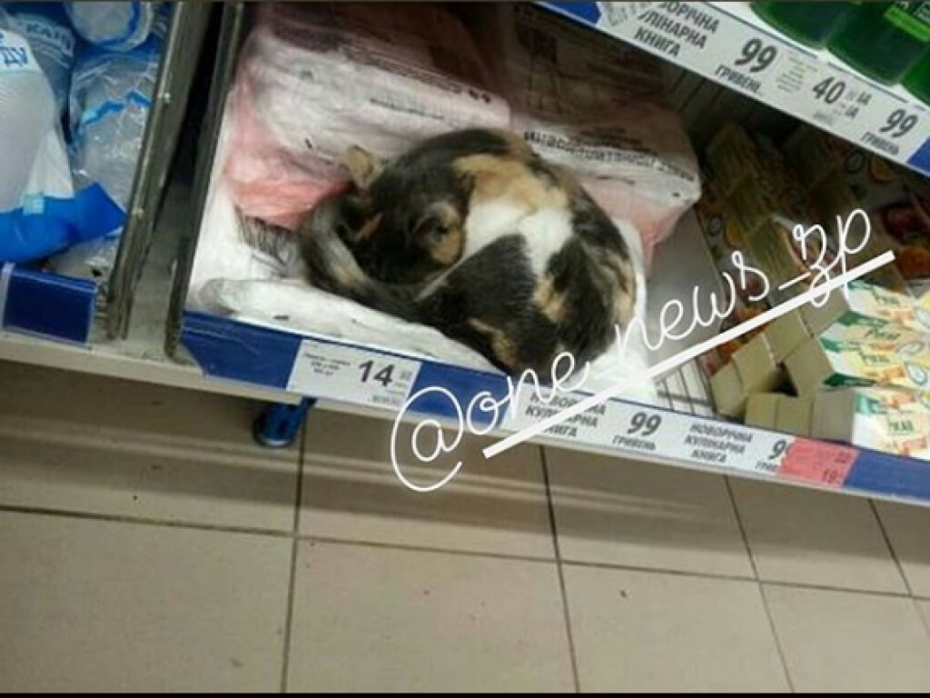 В запорожском супермаркете обнаружили на полке спящего кота (ФОТО)