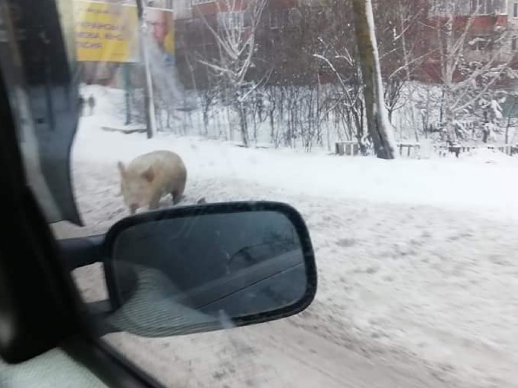 Смелая свинья бегала вдоль проезжей части в Ровно (ФОТО)