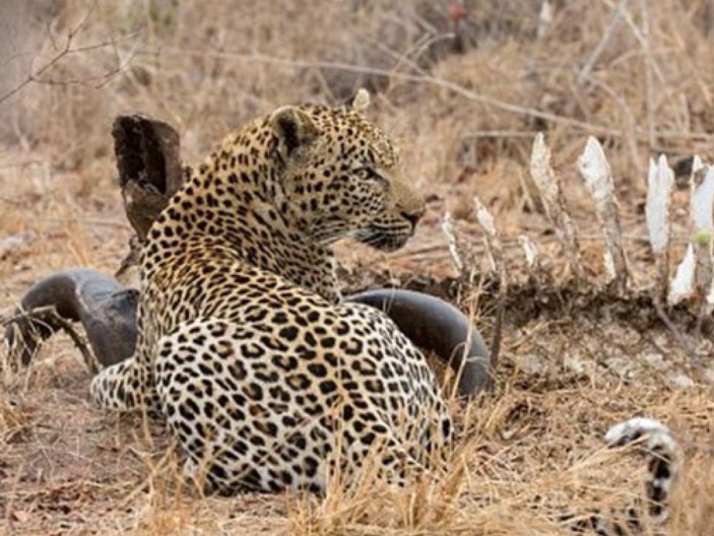 В Индии леопард-людоед утащил трехлетнего ребенка