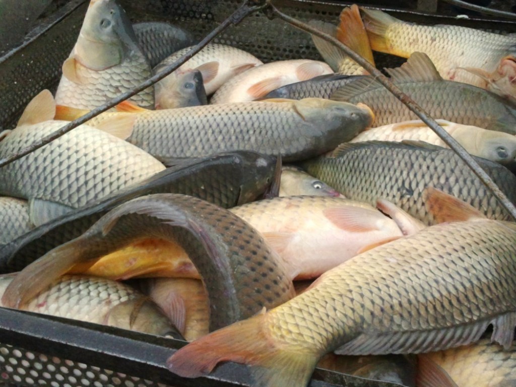 За 11 месяцев улов рыбы увеличился на 60% – Минагрополитики