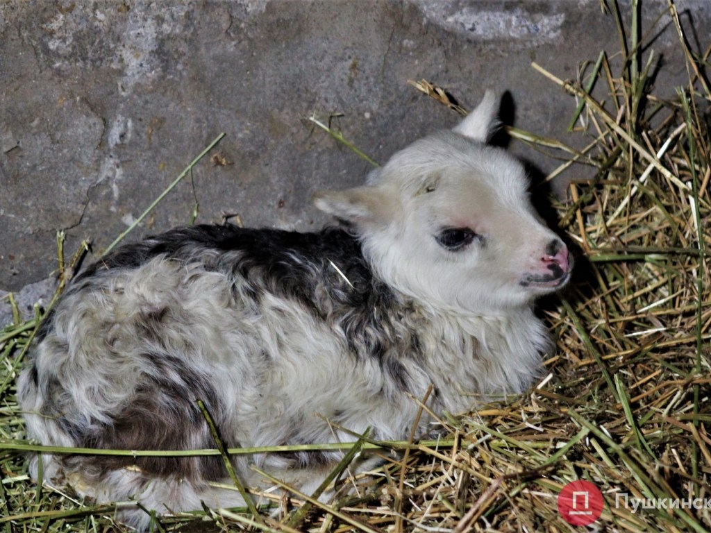 Счастливое спасение отары: Овцы-«заложницы» из Черноморского порта дали потомство (ФОТО)