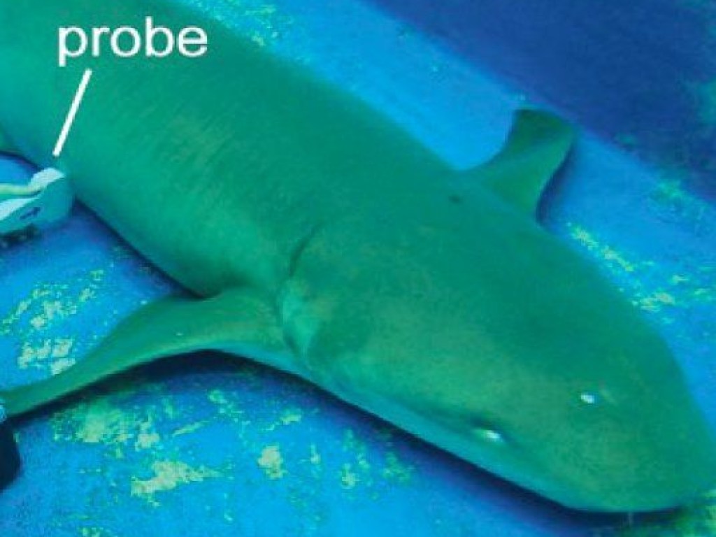 Стало известно, что зародыши акул могут съедать своих собратьев в утробе матери (ФОТО)