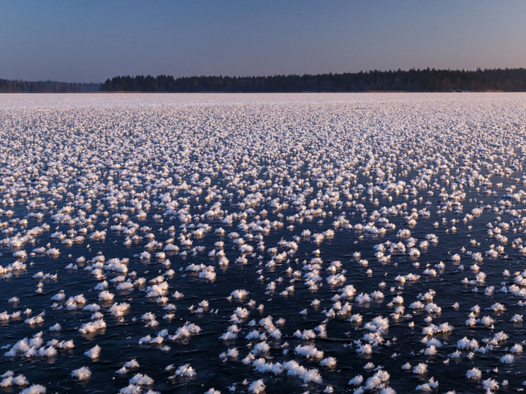 На озере под Новгородом засняли ледяные «цветы» (ФОТО)
