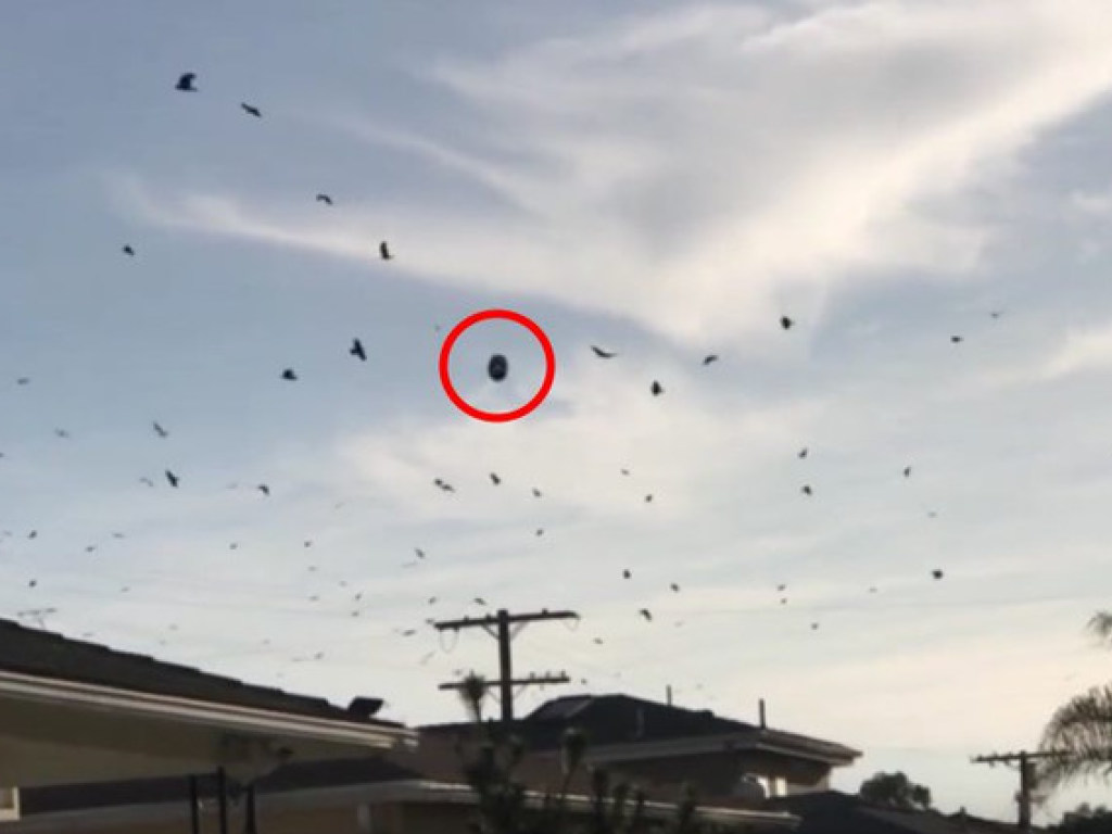 Житель Калифорнии заснял, как стая ворон кружит вокруг НЛО (ФОТО, ВИДЕО)