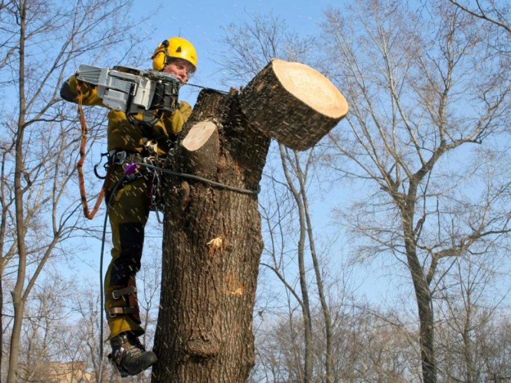 В КГГА решили два года не обрезать деревья в столице