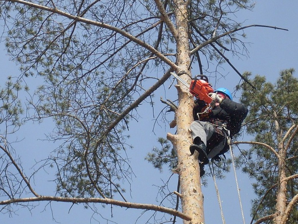 Депутаты Киевсовета непрофессионально подошли к мораторию на обрезку деревьев – эколог