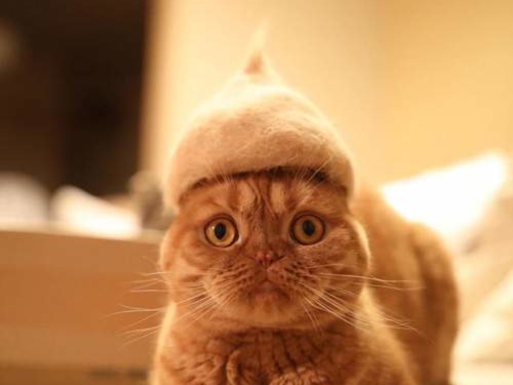 Шаповал из Японии использует кошачью шерсть для производства головных уборов (ФОТО)