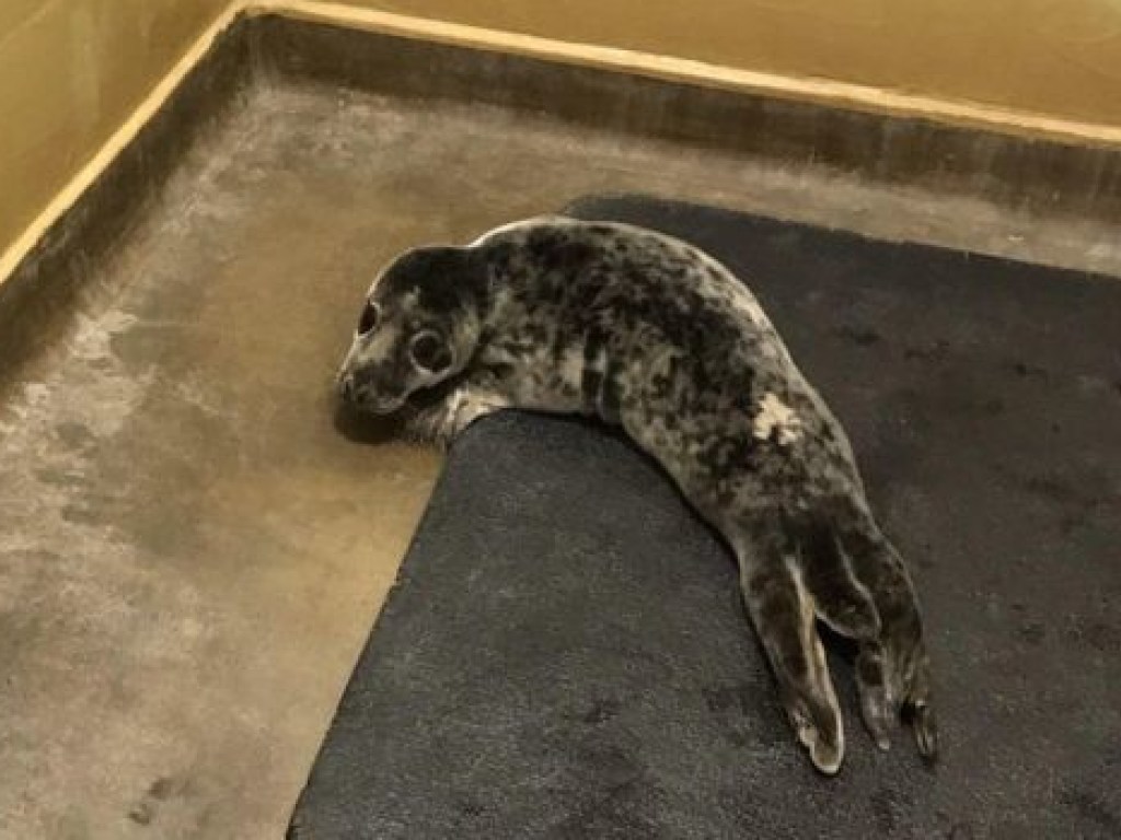Детеныш тюленя удалился от моря на 6 километров и заблудился (ФОТО)