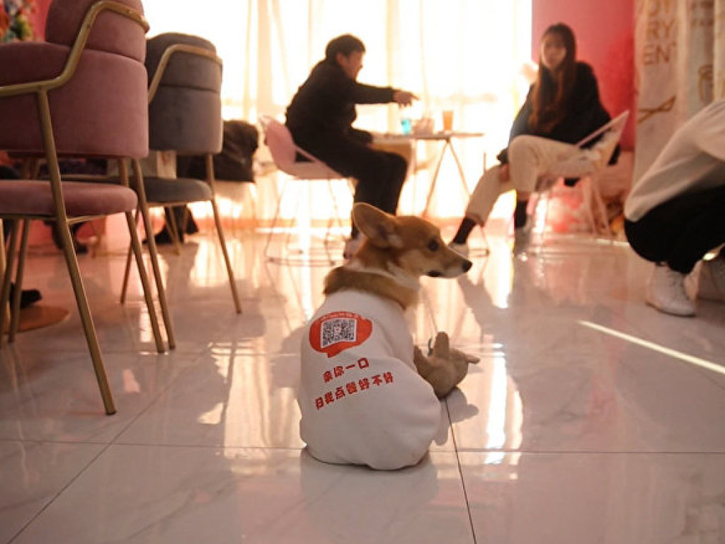 В одном из кафе Китая появились собаки-официанты (ВИДЕО)