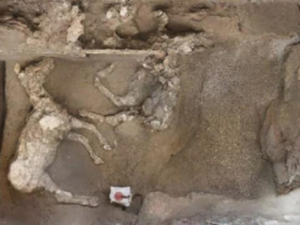 Археологи обнаружили останки боевых коней в Помпеях (ФОТО)