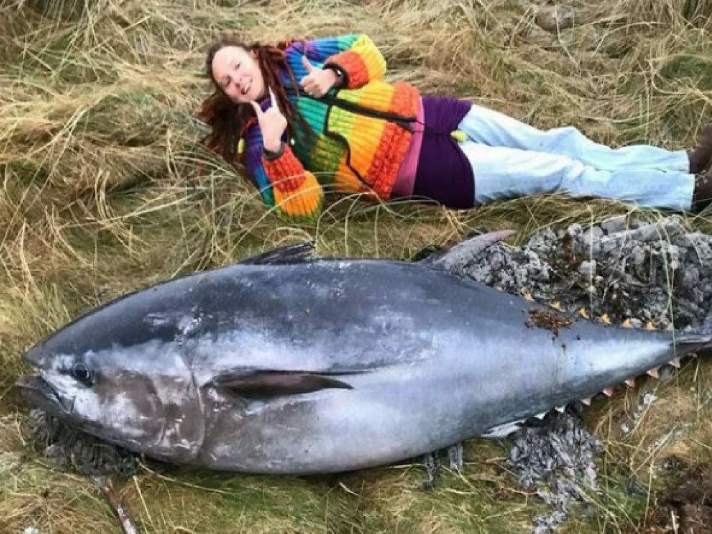 На берег Шотландии выбросило двухметрового атлантического тунца (ФОТО)