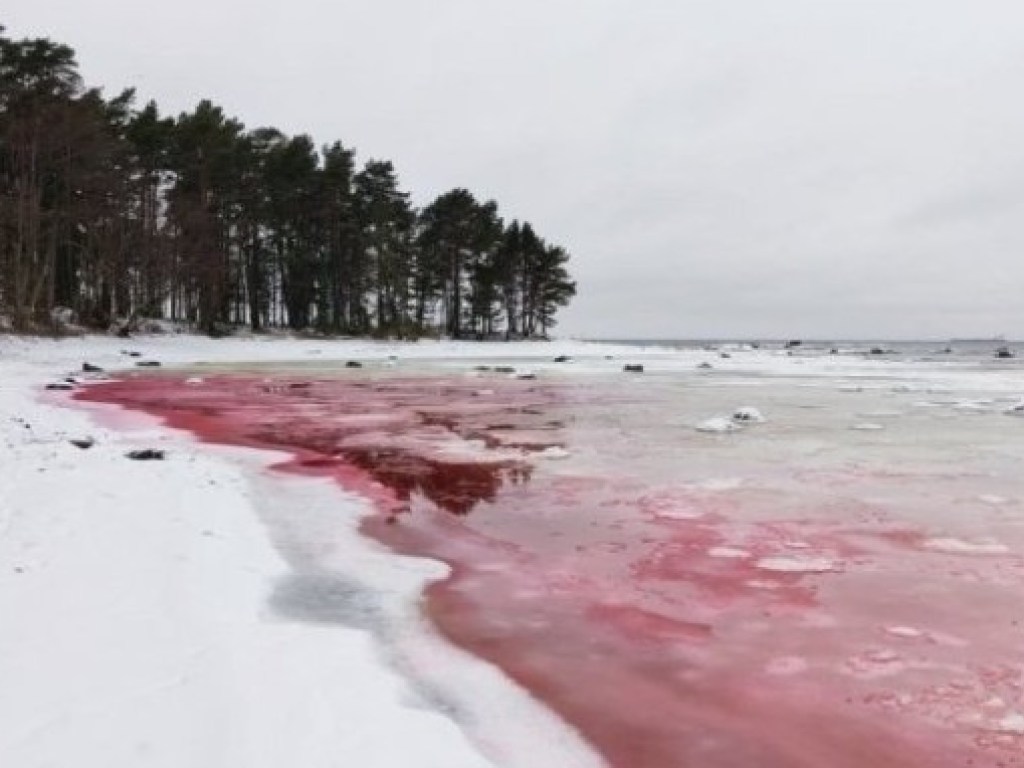 На эстонском пляже море приняло цвет крови (ФОТО)