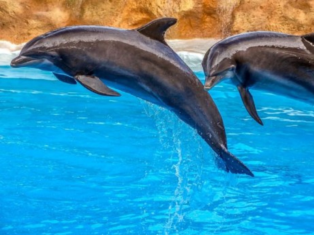 Ученые обнаружили у дельфинов разные диалекты