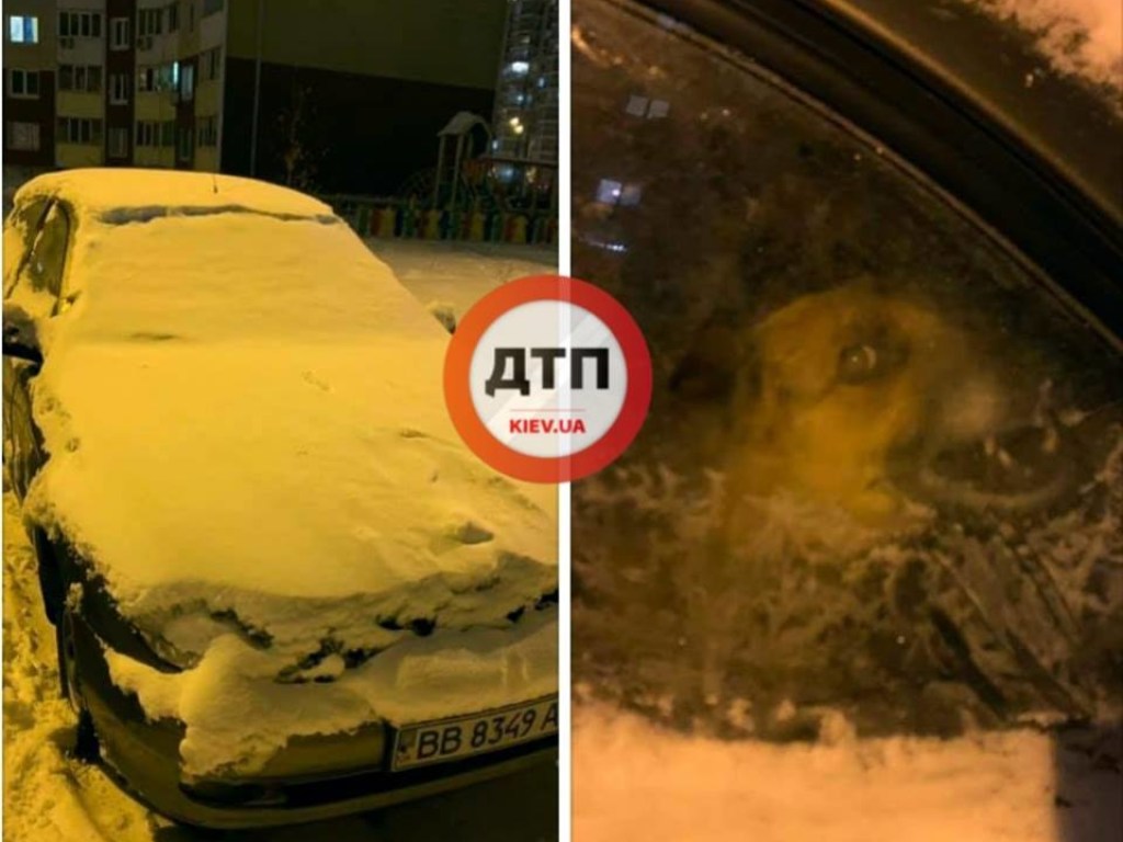 В Киеве собаку забыли в машине: животное сидит в авто уже несколько дней (ФОТО)