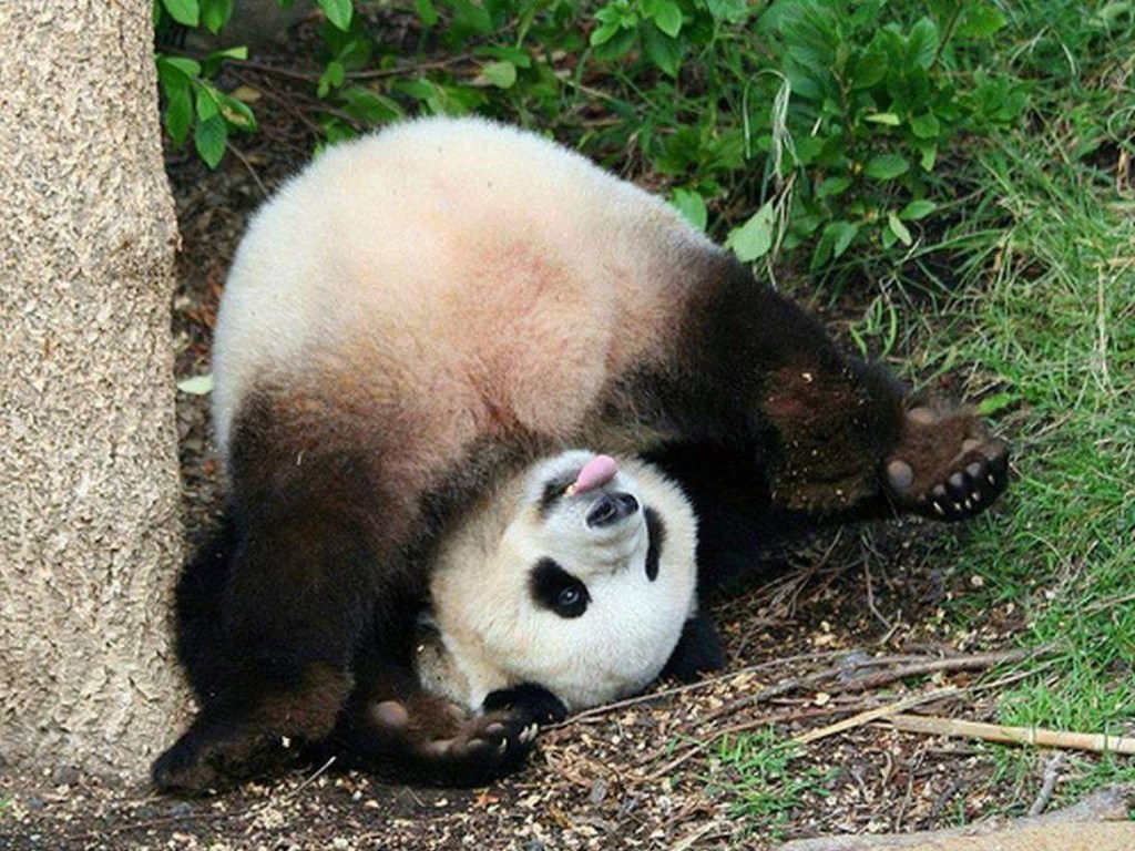 Интернет умилила панда, которая играла в снегу (ВИДЕО)