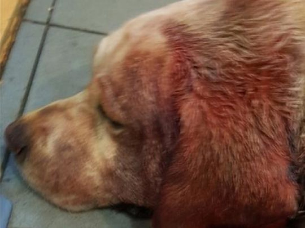 Порваны щеки, уши: в Дарницком районе Киева на женщину с собакой натравили бойцовского пса (ФОТО)
