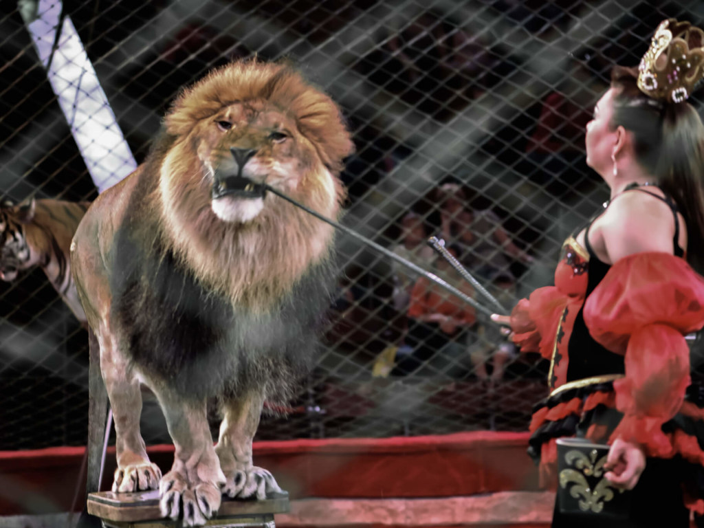 В Кабмине приняли важное решение в отношении животных в цирках