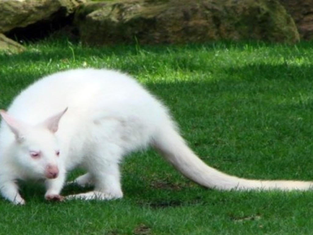 Во Франции родился редкий кенгуру-альбинос (ФОТО)