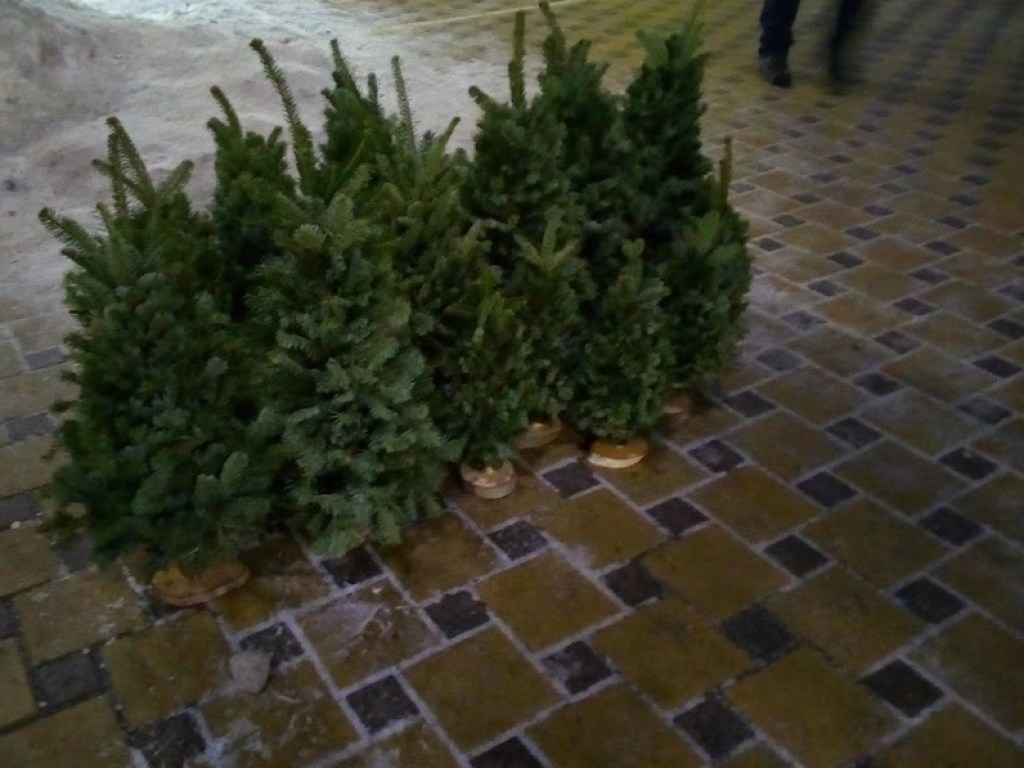 Ближе к Новому году в Киеве стали чаще покупать маленькие елки по 100-250 гривен (ФОТО)