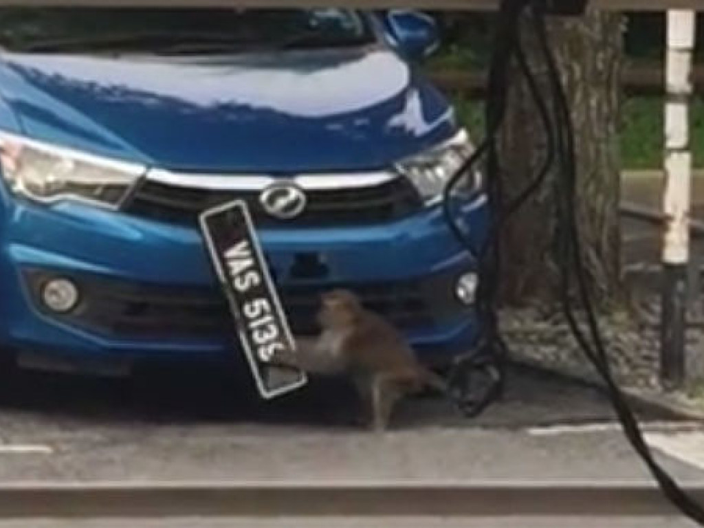 В Малайзии сняли на видео, как обезьяна спёрла номерной знак авто