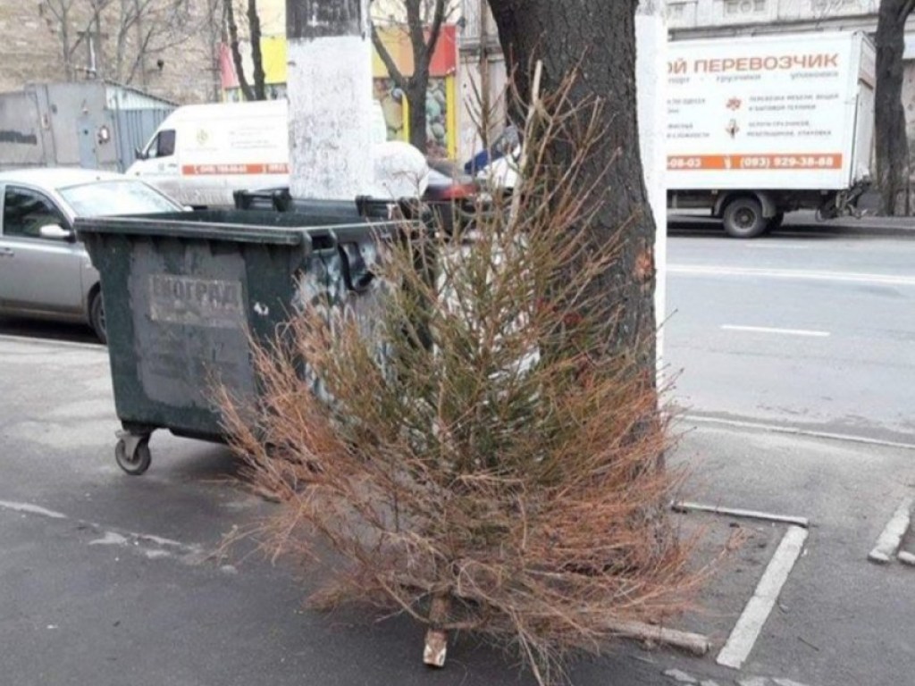 Год простояла: в Одессе мужчина выбросил прошлогоднюю елку за 3 дня до Нового года