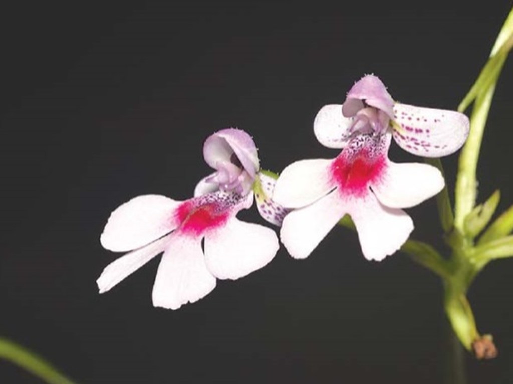 На Мадагаскаре ученые нашли новый вид орхидей