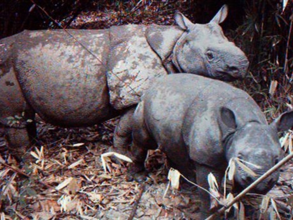 Из-за цунами в Индонезии могут вымереть редкие носороги