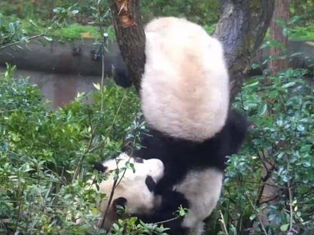 Симпатичные панды устроили «бойню» за дерево (ВИДЕО)