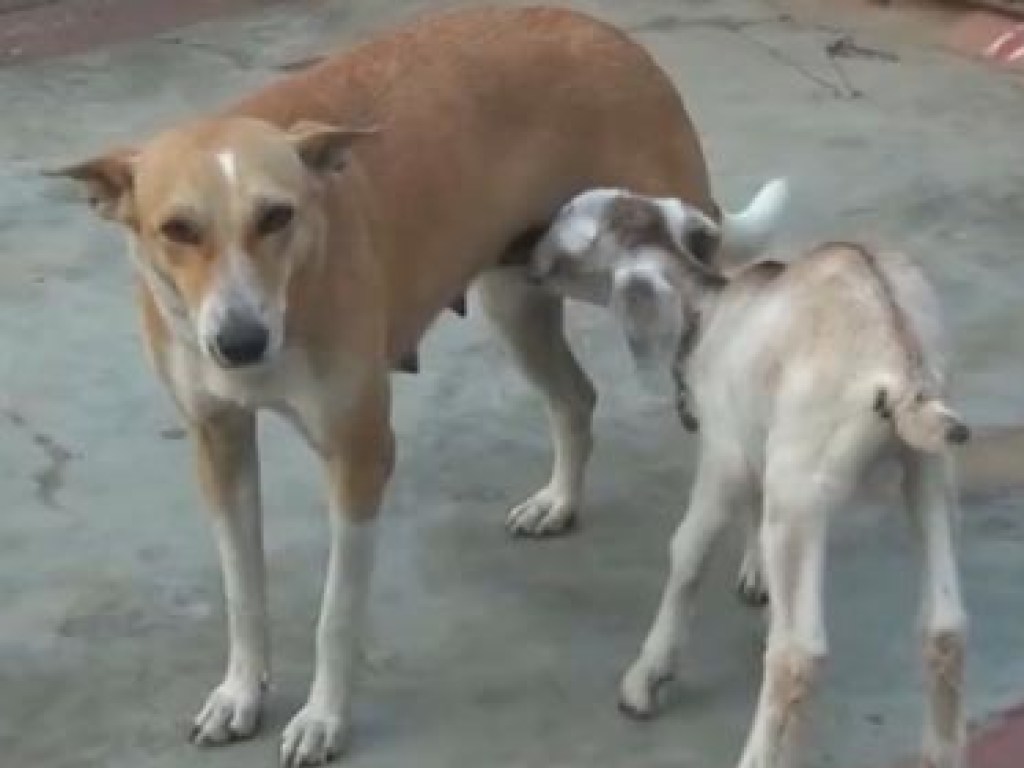 В Индии собака выкармливает козленка, оставшегося без матери (ФОТО)