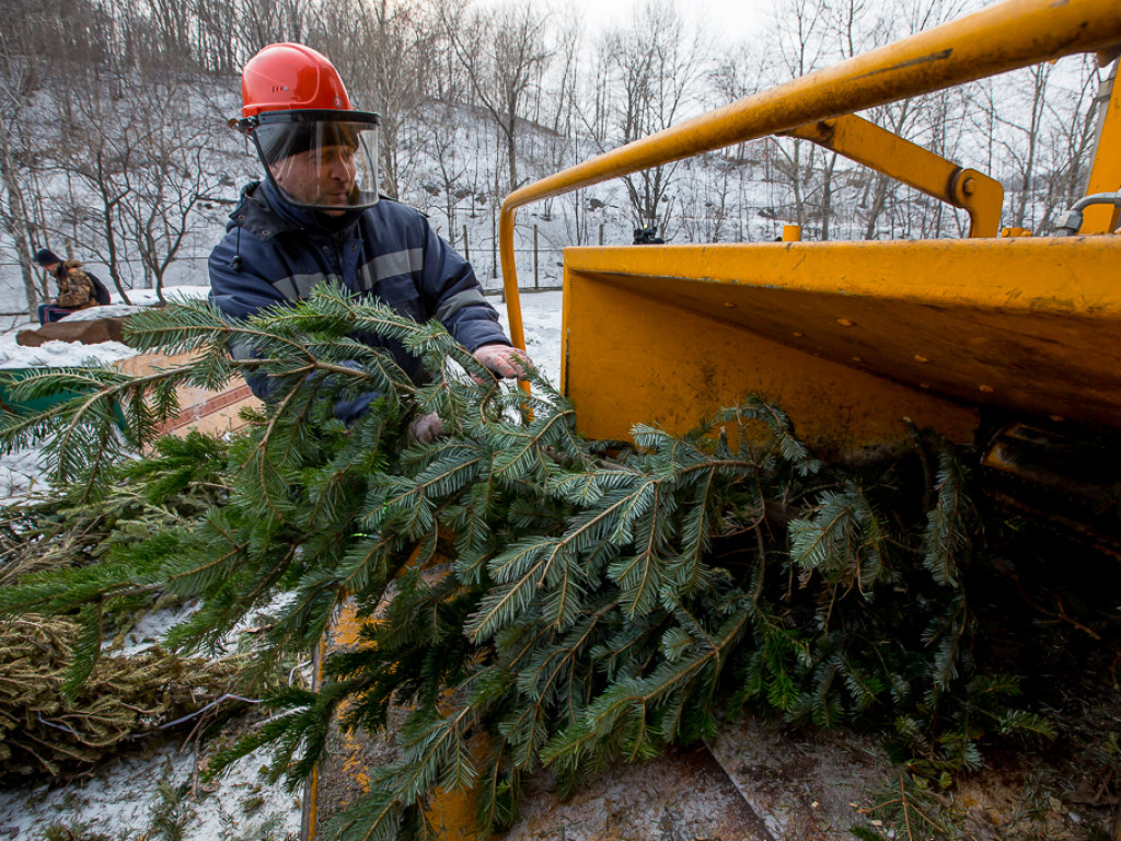 В Киеве открылись пункты по утилизации новогодних елок (АДРЕСА)