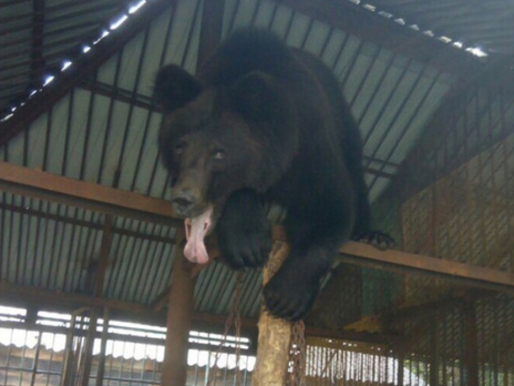 Медведь откусил руку россиянке на новогоднем корпоративе (ФОТО)