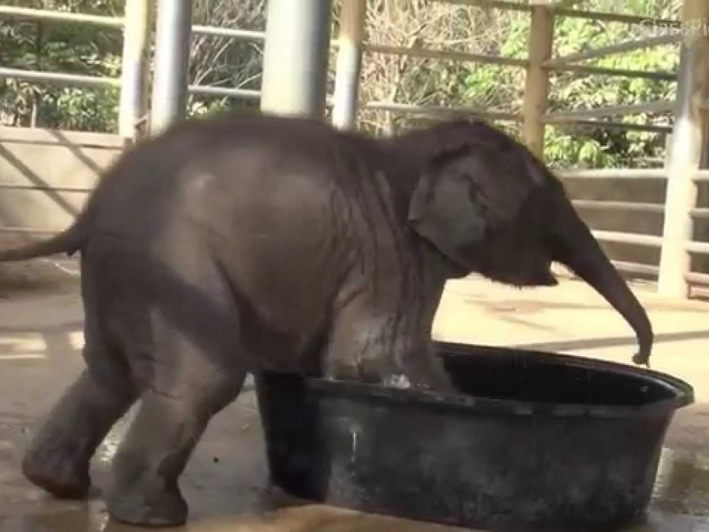 На Шри-Ланке слоненок своровал сумочку у посетительницы зверинца (ВИДЕО)