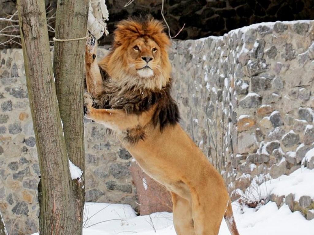 В Киевском зоопарке у львов птица украла кость (ФОТО)