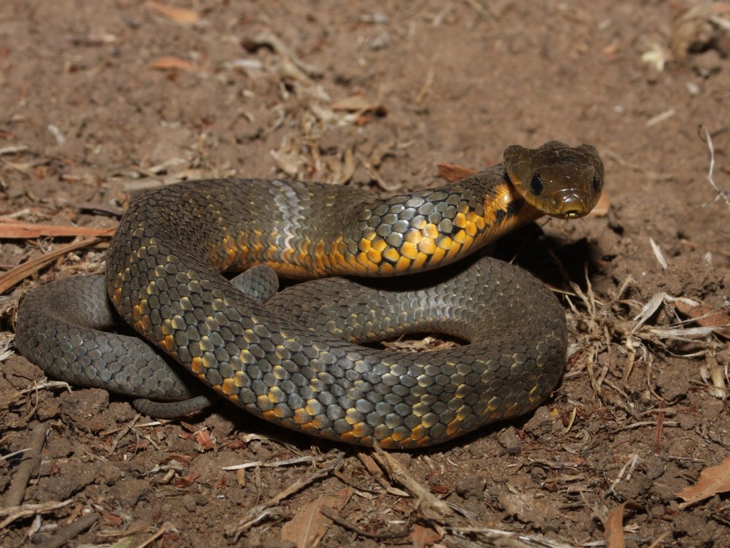 Тигровая змея в кондиционере не на шутку напугала австралийскую семью (ВИДЕО)