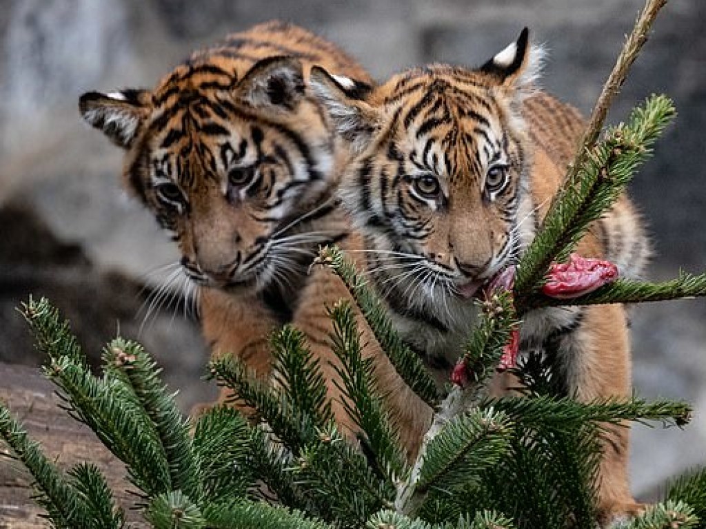 В берлинском зоопарке новогодними елками накормили слонов и тигров (ФОТО, ВИДЕО)