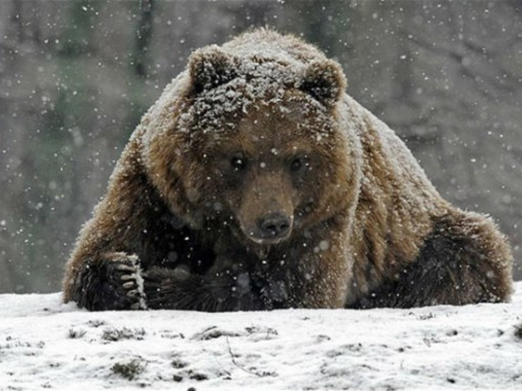 Украинские медведи не впали в зимнюю спячку