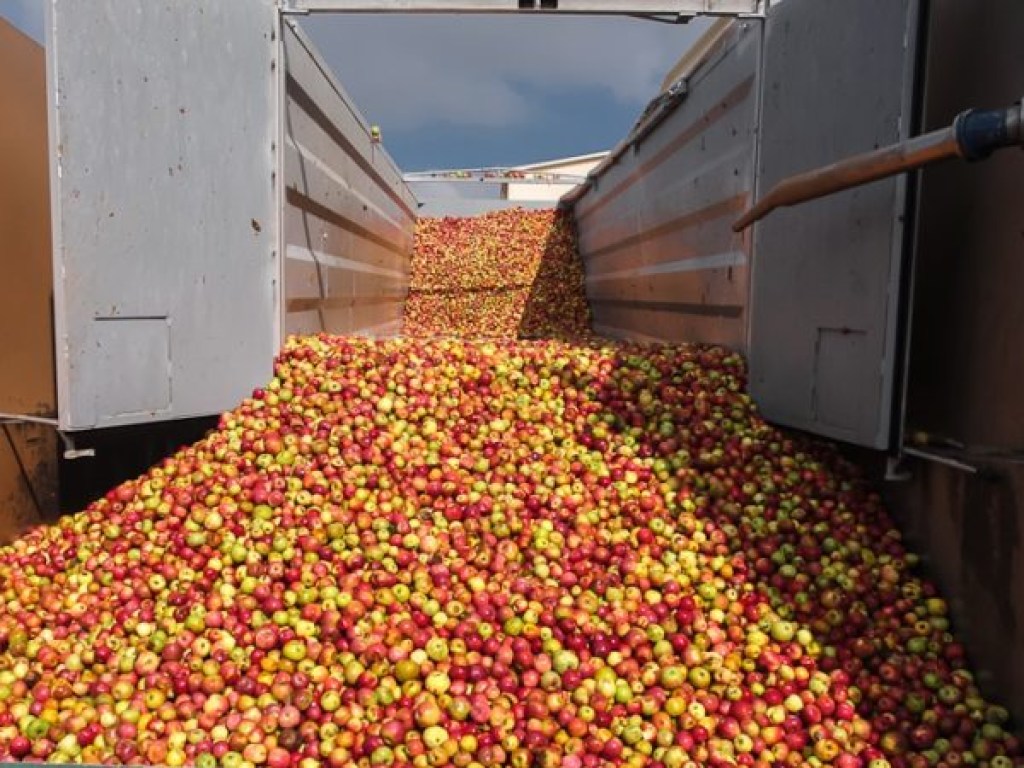 Впервые в истории: Украина нарастила рекордный экспорт яблок