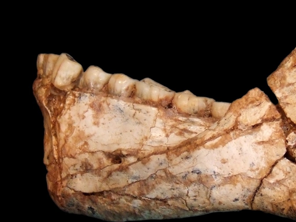 Археологи обнаружили в Арктике зубы древнего человека