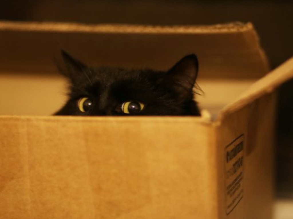 Ученые выяснили паранормальные свойства у кошек