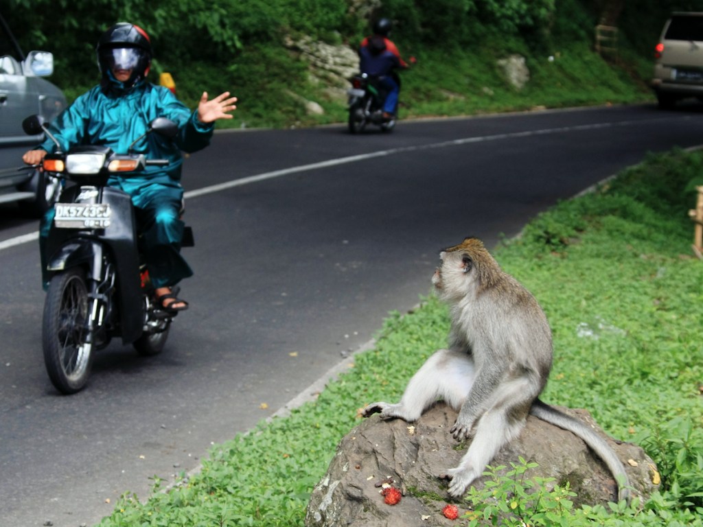 Два туриста на мотоцикле рухнули в ущелье на Бали